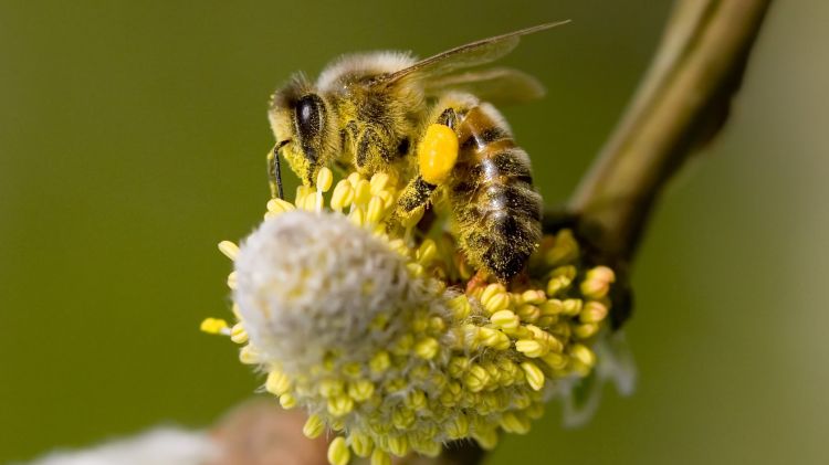 Una abella recollint pol·len