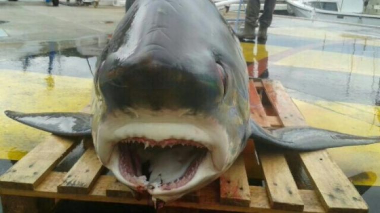 El tauró pescat a Cala Taballera per un pescador del Port de la Selva © ACN