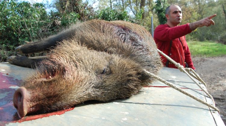 Un senglar mort durant una batuda a Girona © ACN