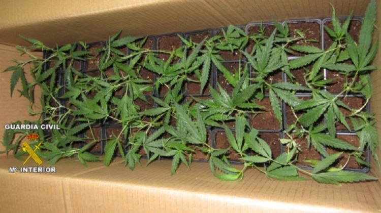 Els esqueixos de marihuana estaven plantats cada un en un recipient ©ACN