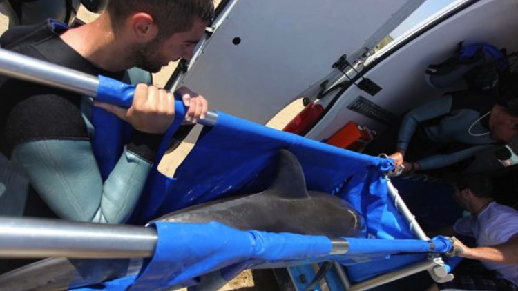 Els tècnics del CRAM han traslladat el dofí ferit © ACN