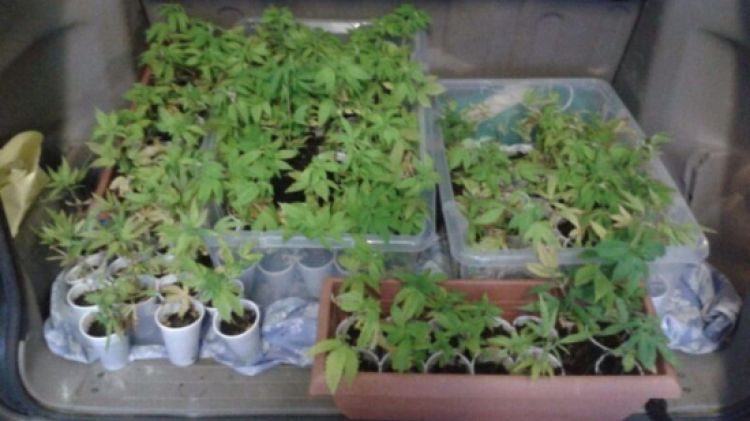 Les 114 plantes de marihuana comissades per la Policia Local de Palafrugell © ACN