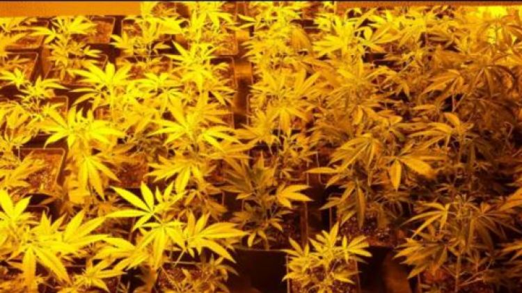 La veïna de Rabós tenia fins a 529 plantes de marihuana © ACN