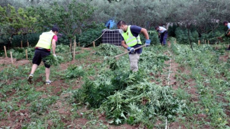 Els agents dels Mossos d'Esquadra retirant les plantes de marihuana © ACN