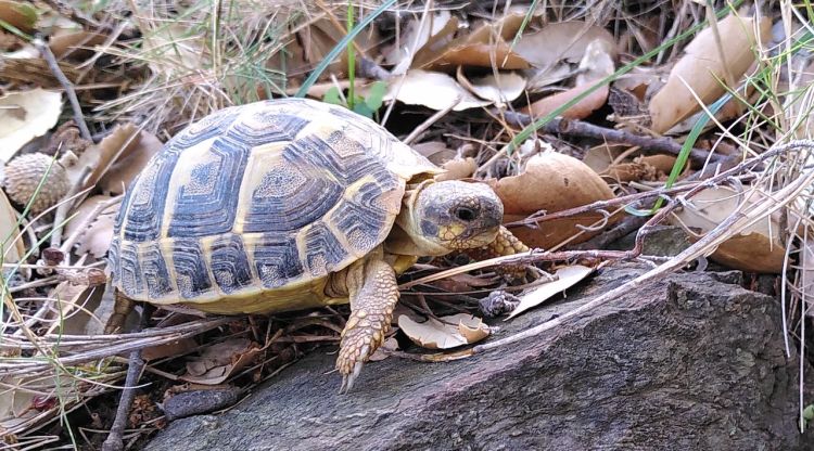 El Parc Natural de Cap de Creus engega un pla de reintroducció de la tortuga mediterrània