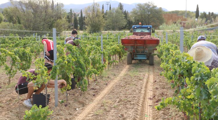 La DO Catalunya incorpora sis nous municipis gironins a la seva zona de producció