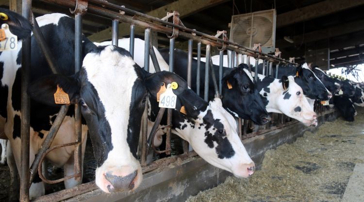 Agricultura espera ingressar ''en pocs dies'' l'avançament de les indemnitzacions per la DNC