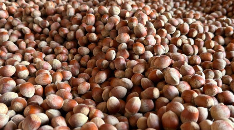 El sector de l’avellana alerta d’una forta caiguda de la producció a Girona
