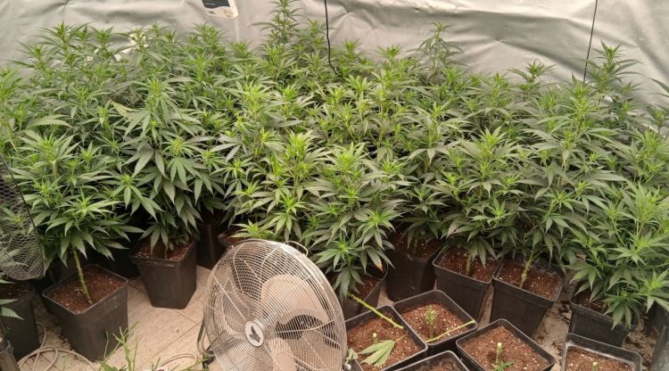 Dos detinguts a Lloret per tenir 350 plantes de marihuana i 64.500 euros en efectiu en dos domicilis 