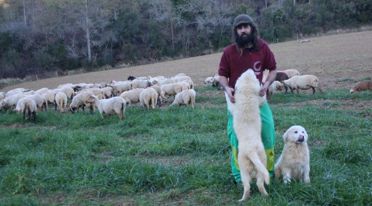 Un pastor compra un ramat d'ovelles per mantenir viva la transhumància al Pla de l'Estany