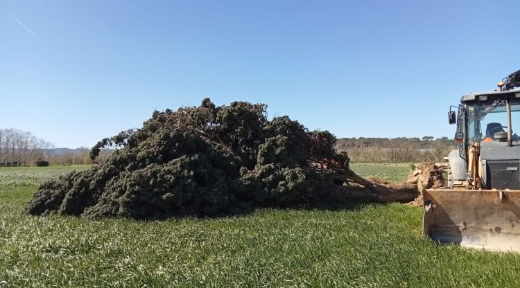 El xiprer emblemàtic de la Bisbal no es pot replantar després de caure pel vent