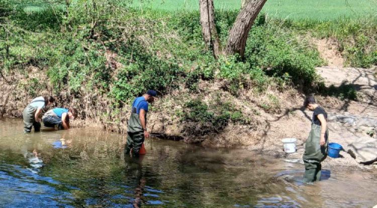 Detecten més de 130 nàiades vives al riu Fluvià en un seguiment fet a la Garrotxa
