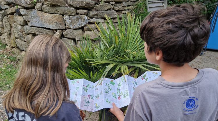 La Diputació edita una guia per prevenir la proliferació de plantes ornamentals invasores
