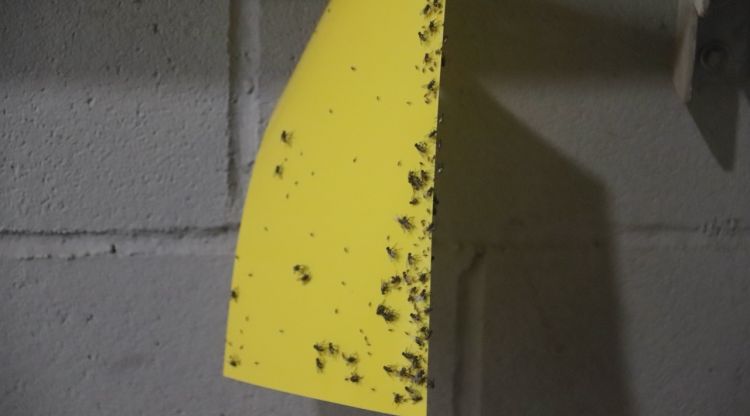 Una plaga de mosques obliga a tancar negocis i atura empreses a Hostalric