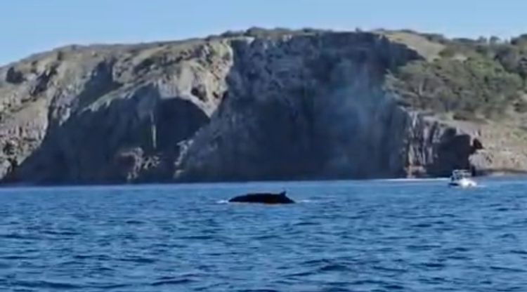 Albiren tres balenes rorquals davant la costa del Montgrí i les Illes Medes