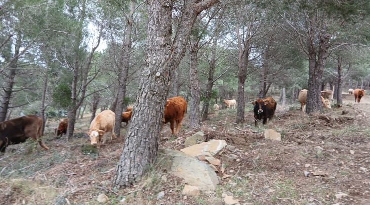 Agullana acull la Jornada Forestal centrada en els ramats i la prevenció d'incendis