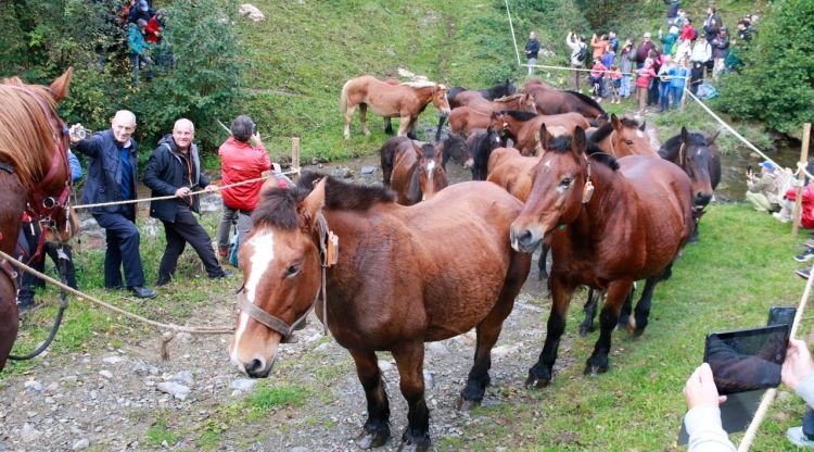 Espinavell recupera la Tria de Mulats amb 300 animals